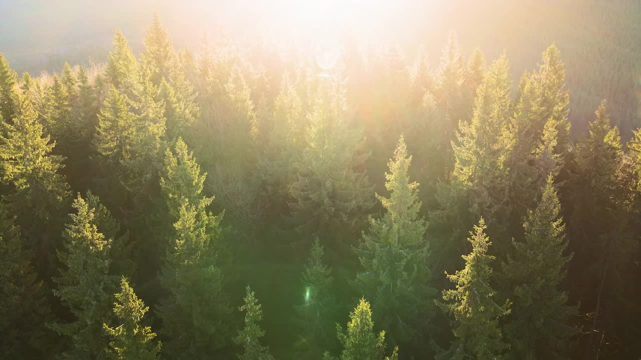 鸟瞰图的惊人的风景，光线透过雾蒙蒙的黑暗森林与松树在秋天的日出。黎明时分美丽的野生林地视频素材