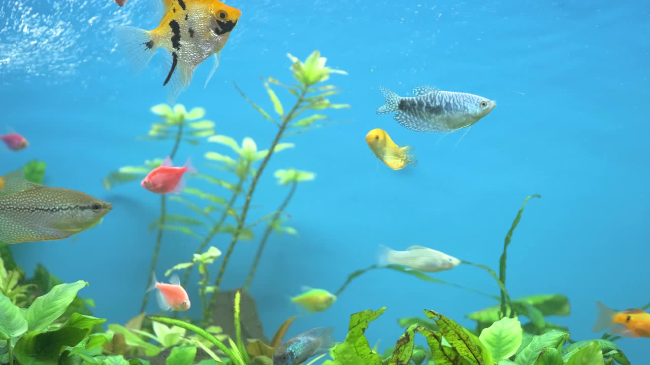 色彩斑斓的异域鱼在深蓝的水族馆和绿色的热带植物中游泳视频素材