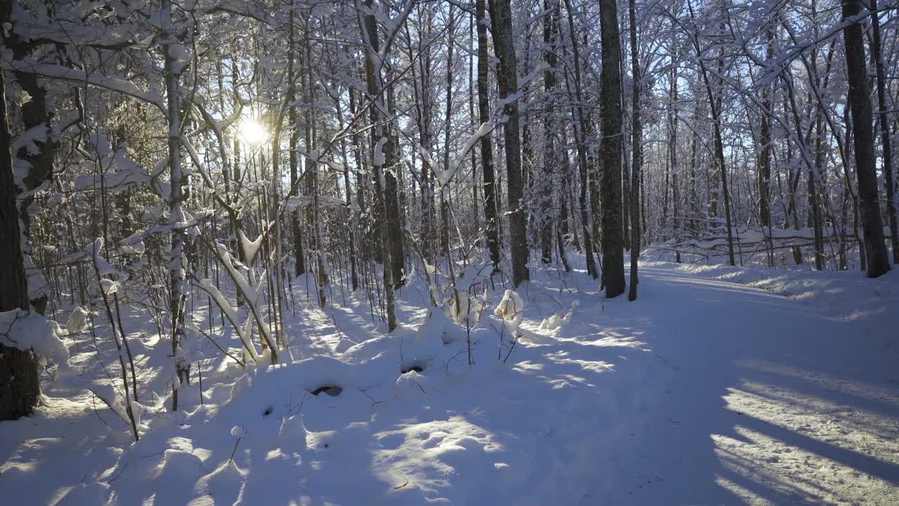 走在冬天森林的雪地里视频素材