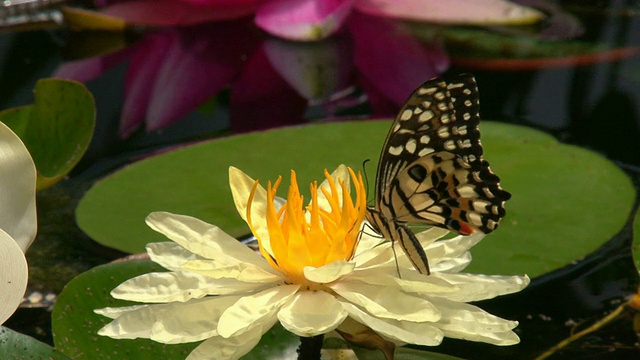 蝴蝶以百合的花蜜为食视频素材