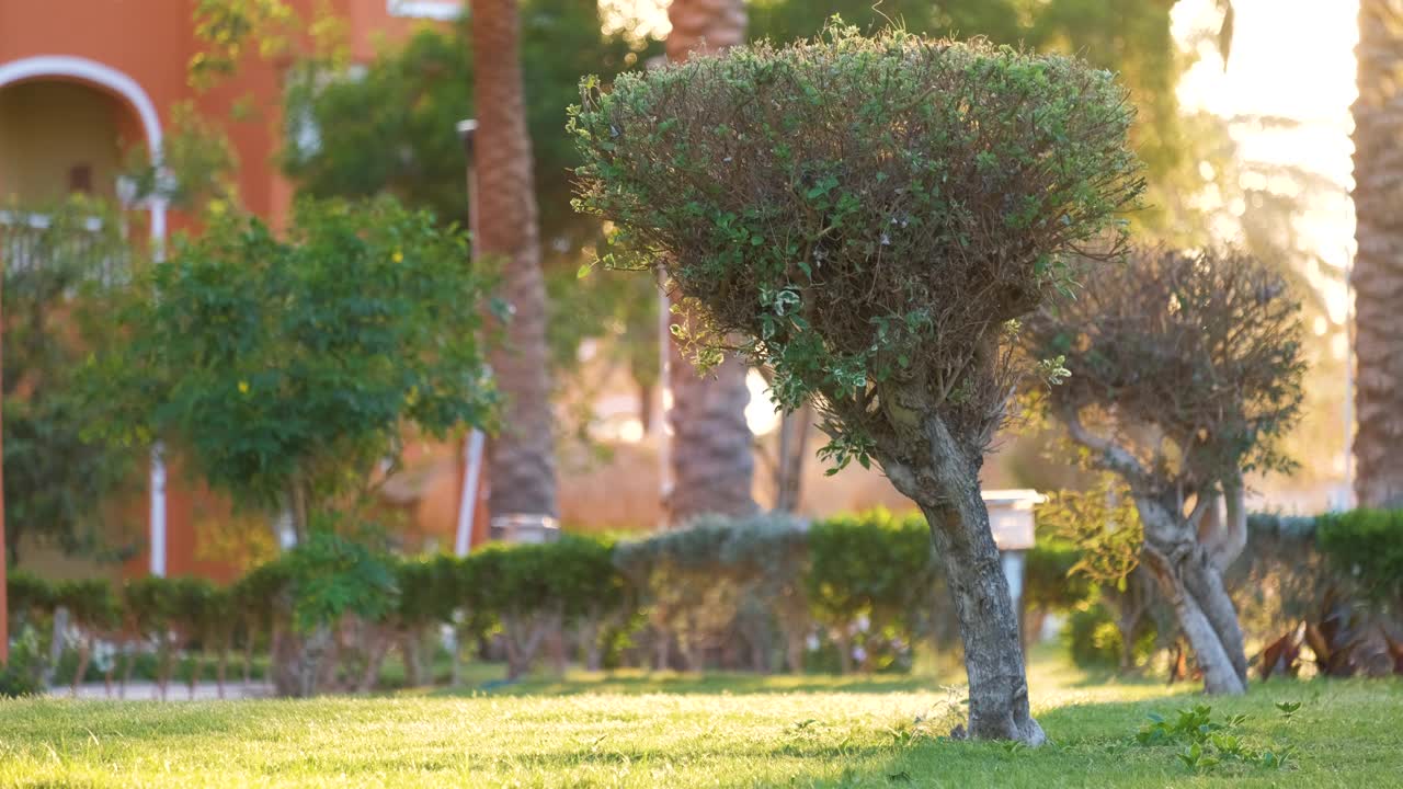 夏季花园中的绿色热带植物特写视频素材