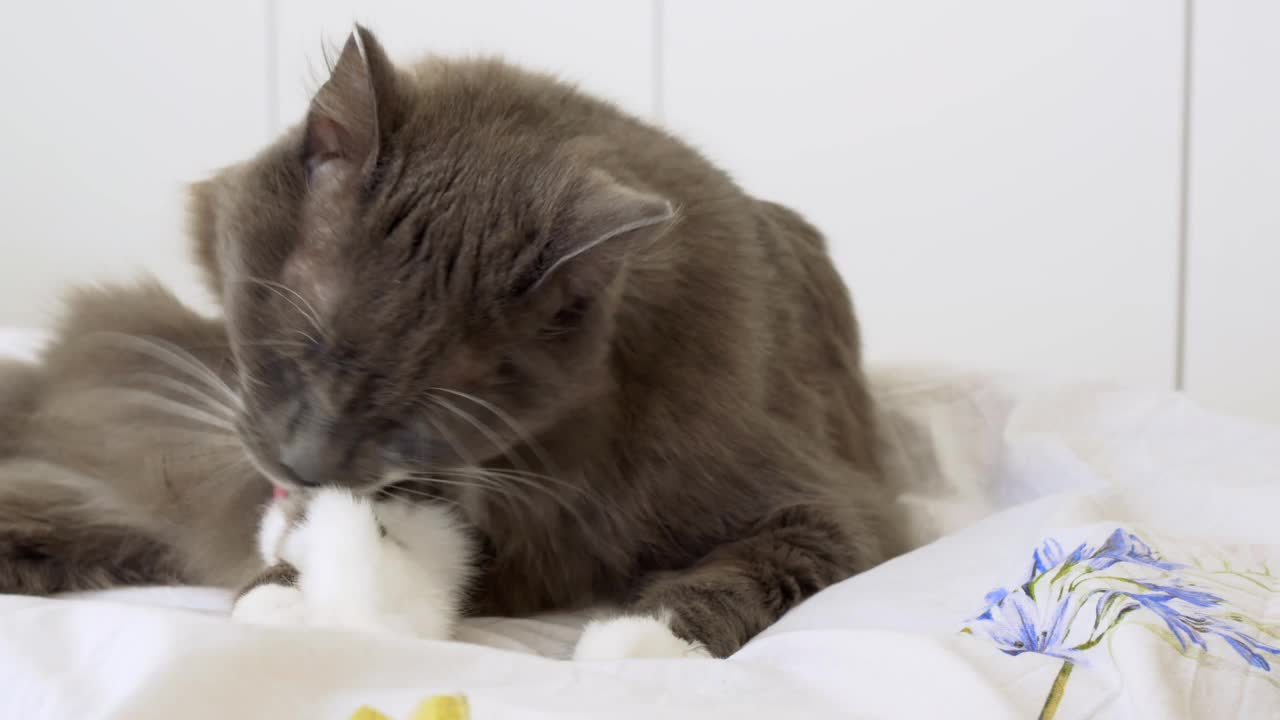 一只灰色的毛茸茸的猫舔着它在床上的爪子。舒适的家充满了宠物。懒猫躺在主人的床上。猫在公寓或房子里的生活视频素材