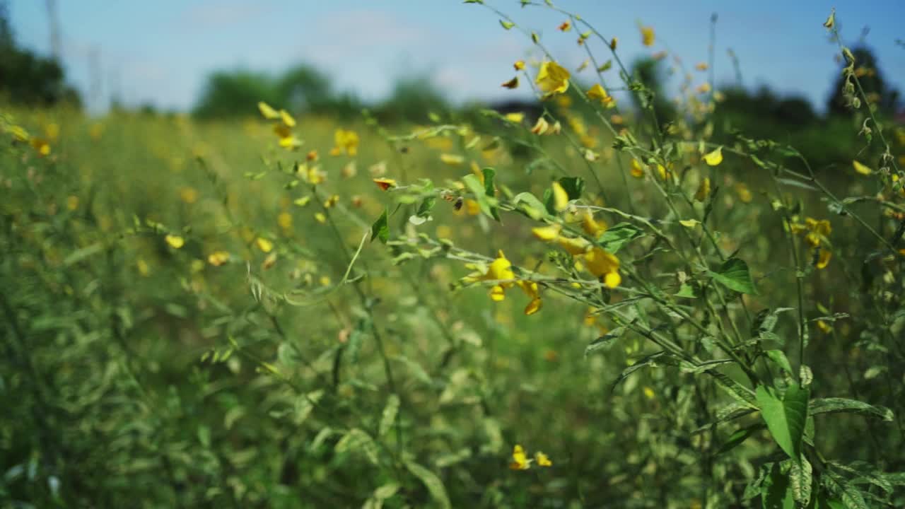 风吹花。视频素材