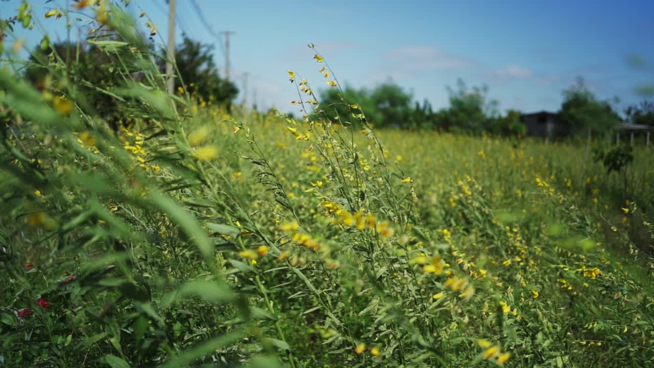 风吹花。视频素材