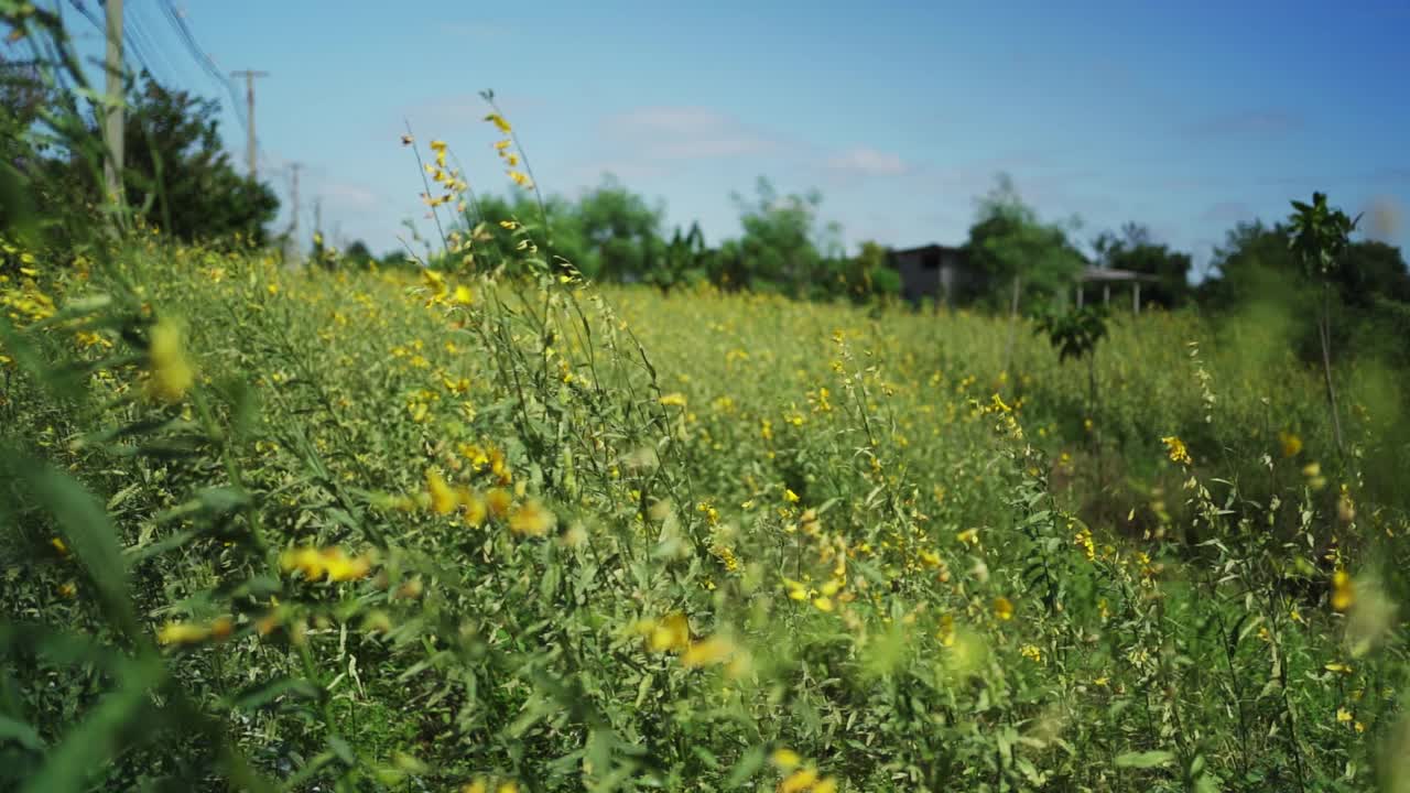 风吹花。视频素材