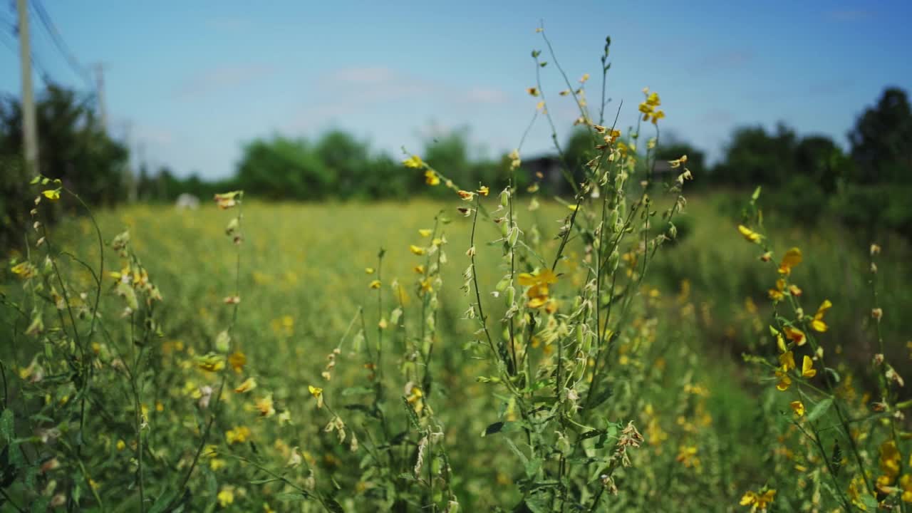 风吹花。视频素材