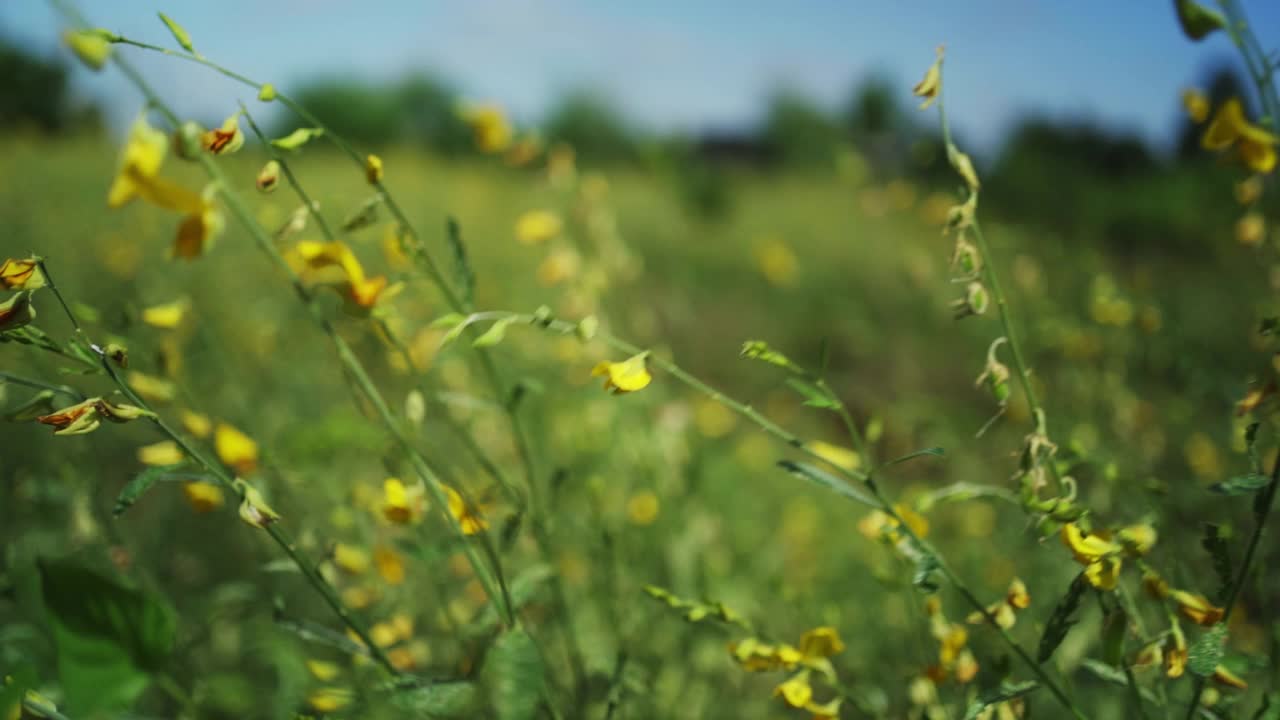 风吹花。视频素材