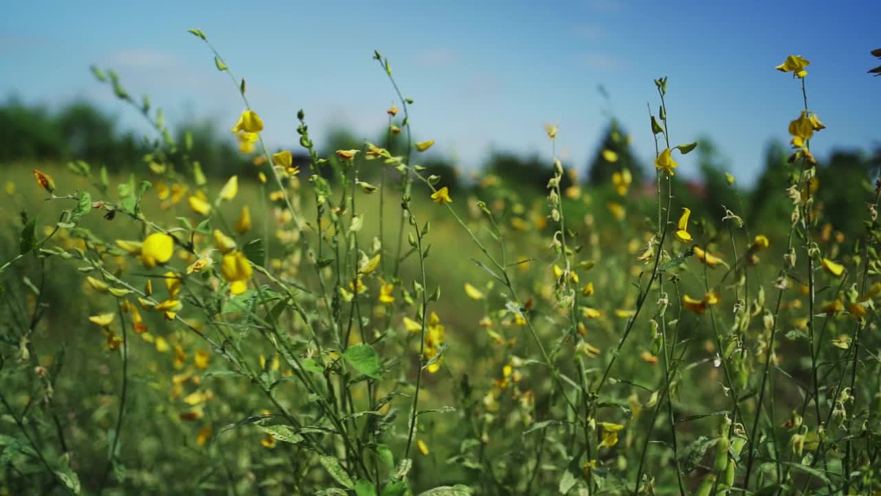 风吹花。视频素材