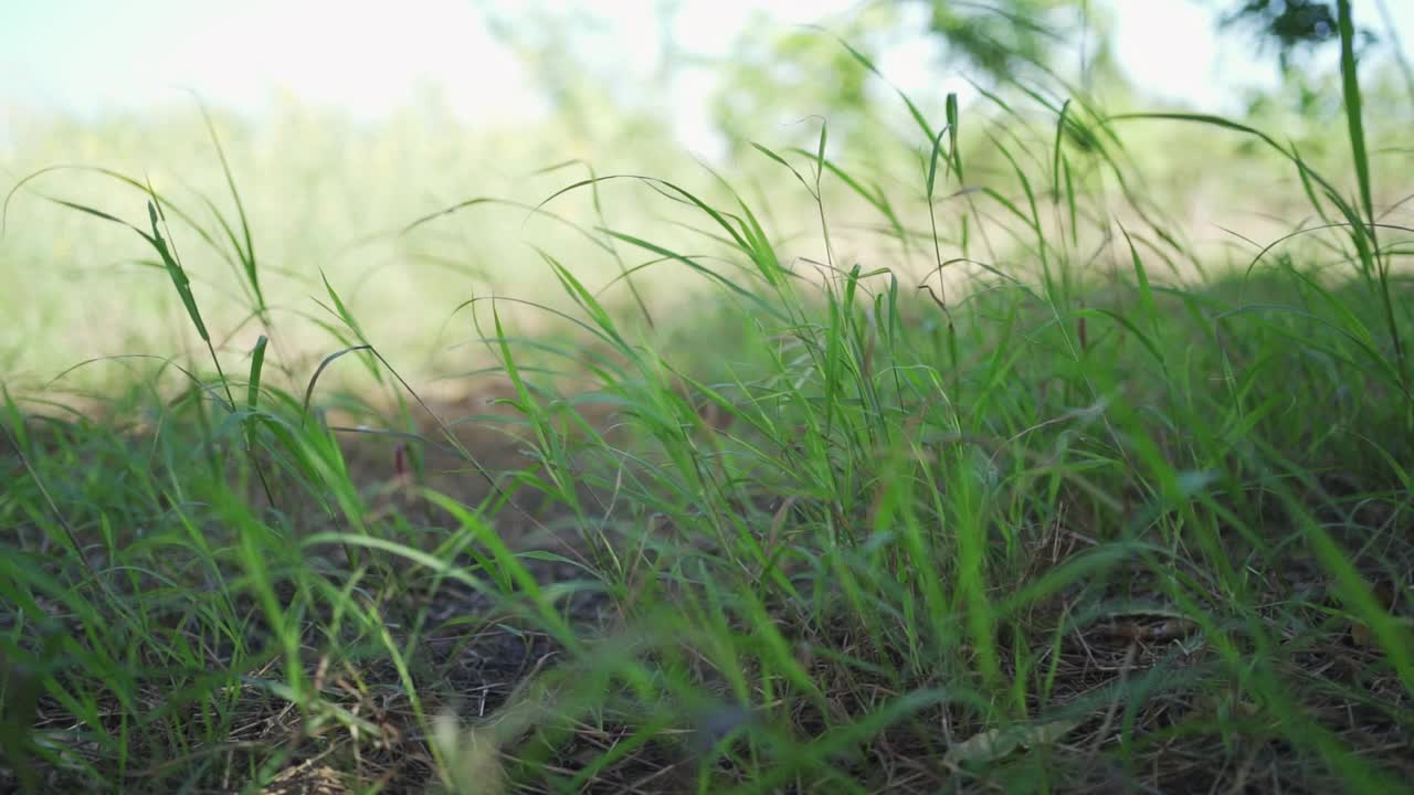 风吹草叶。视频素材