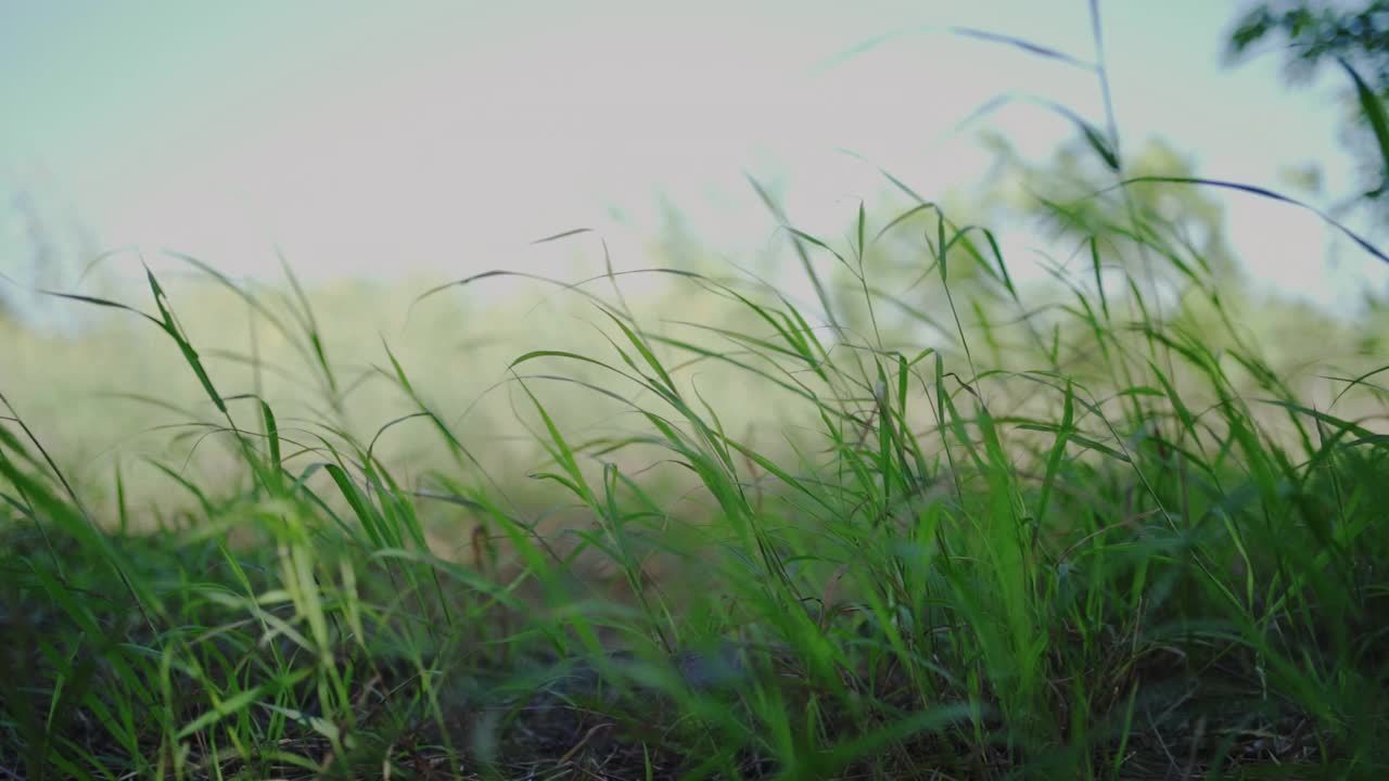 风吹草叶。视频素材