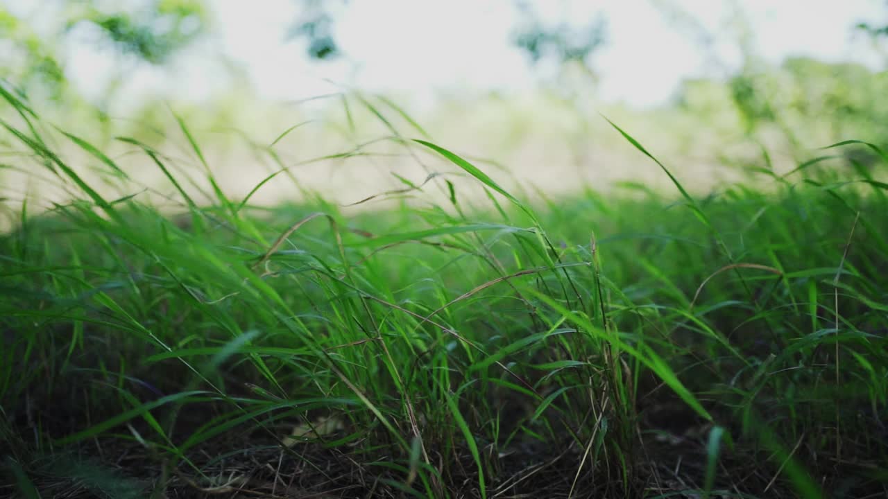 风吹草叶。视频素材