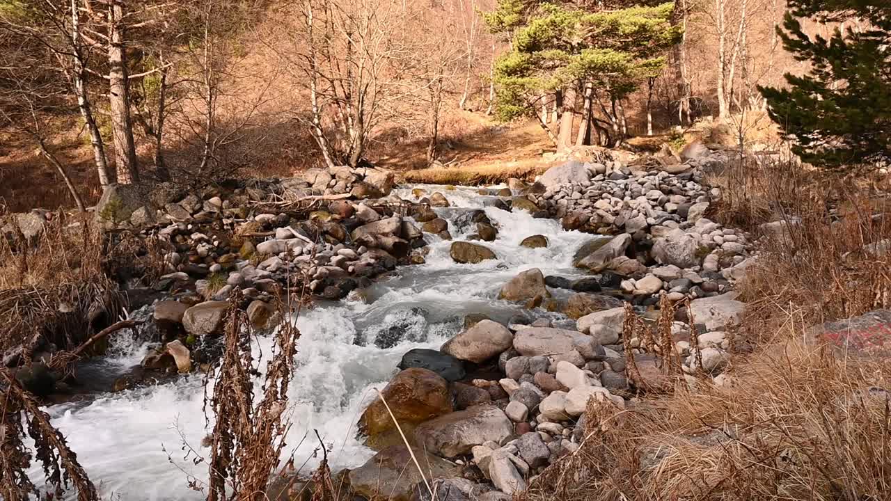 美丽的森林景观和河流视频下载