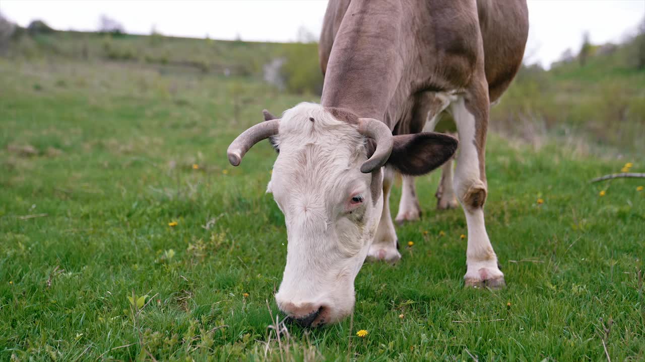 在草地上吃草的牛。牛群站在绿色的田野里视频素材