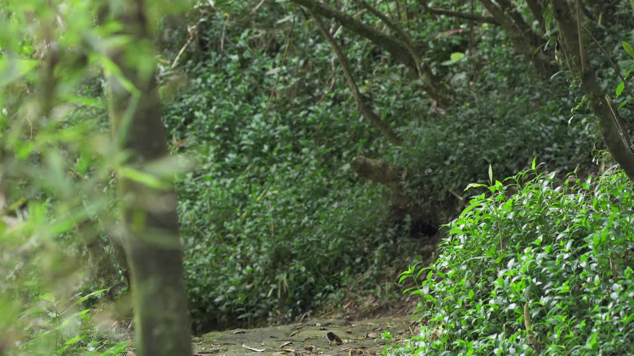 在她放松的时候，一个女人在森林里安静地冥想和平静视频素材