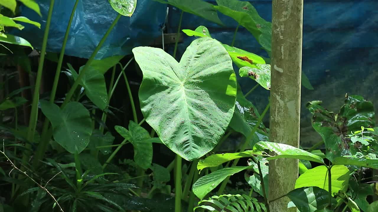 南加里曼丹(婆罗洲)的森林里，下雨时风吹着管子，旁边的草和芋头植物却依然灿烂。视频素材