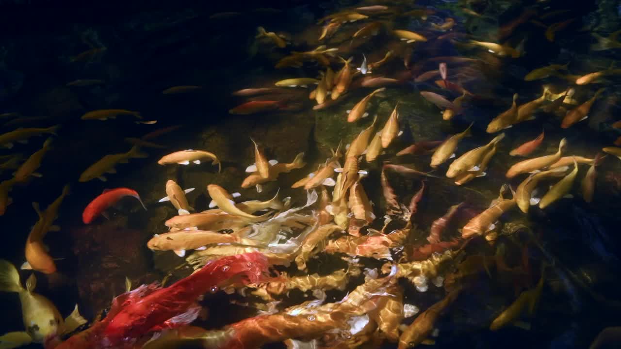 金锦鲤在鱼池中游弋，观鱼为宠物视频素材