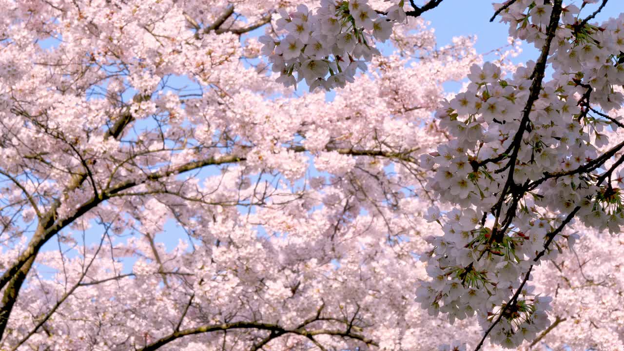 樱花节视频素材