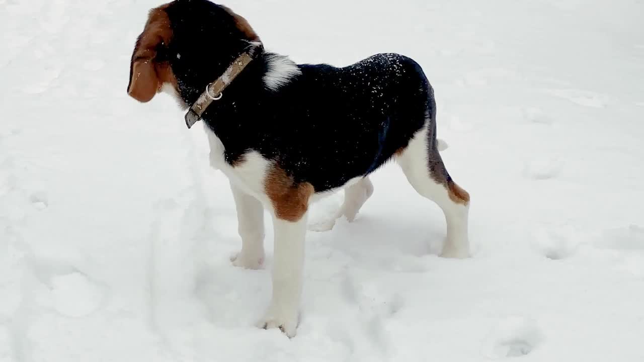 一只小猎犬小狗在冬天的雪地里散步，玩耍，啃树枝。动物搞笑视频视频素材