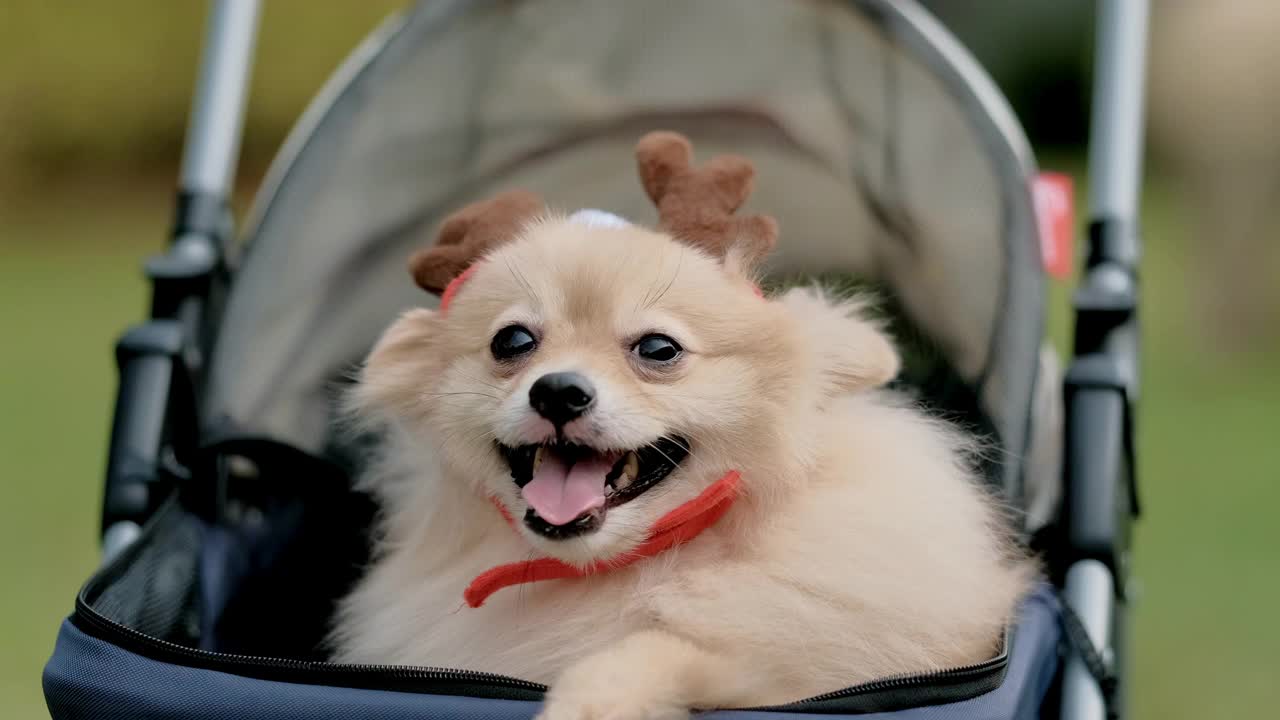 4k视频，看着摄像机最可爱的小博美犬。在大自然中散步可爱的宠物，在阳光明媚的夏日公园里的近距离动物有趣的脸。视频素材