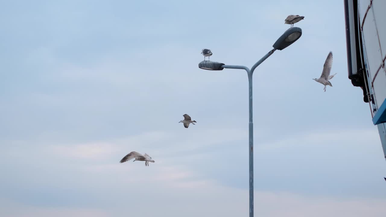海鸥和信天翁在海港的照明桅杆上缓缓飞翔。天空中飞翔的鸟儿的近距离视频，4k 60p视频素材