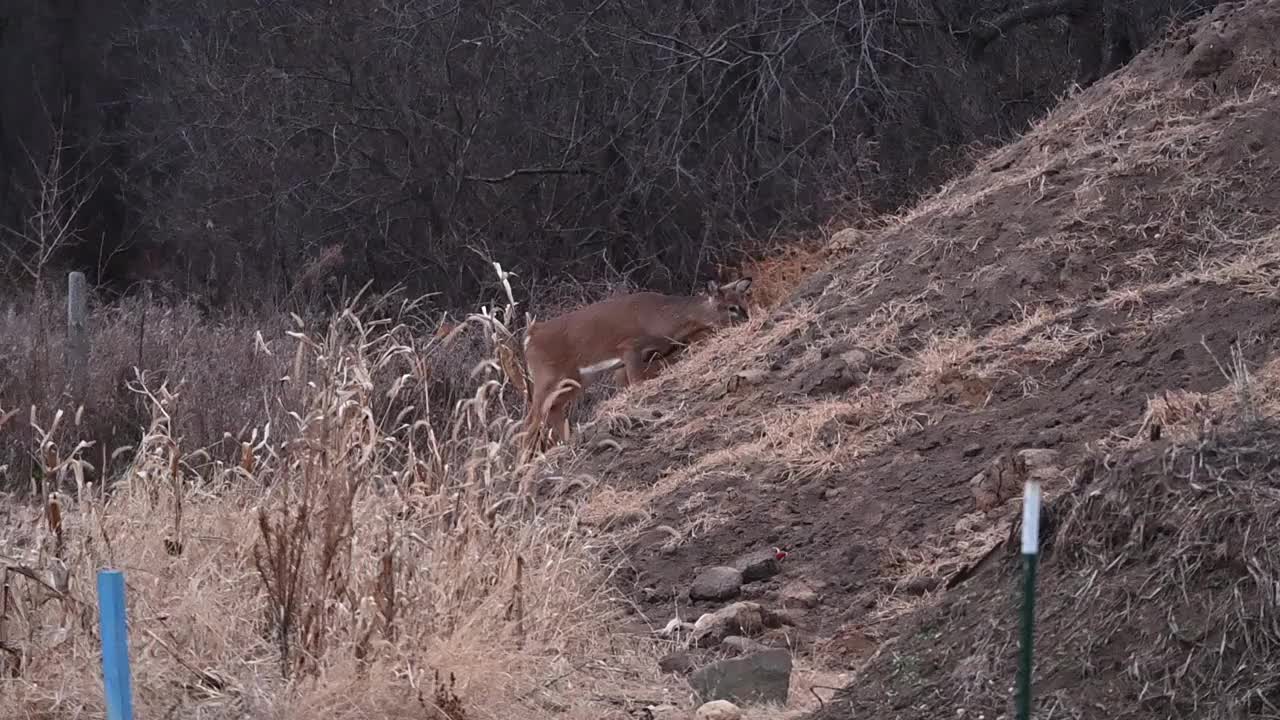 鹿爬土堆视频素材