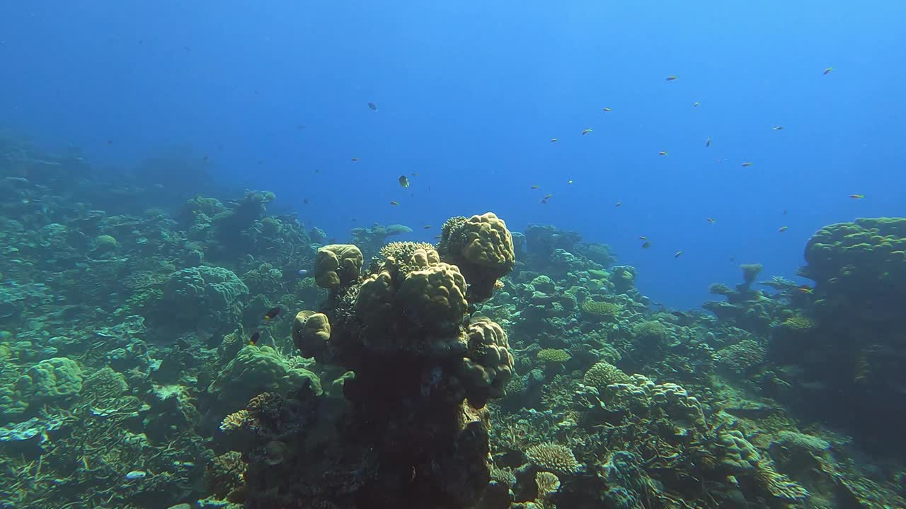 海底珊瑚礁和热带鱼视频素材