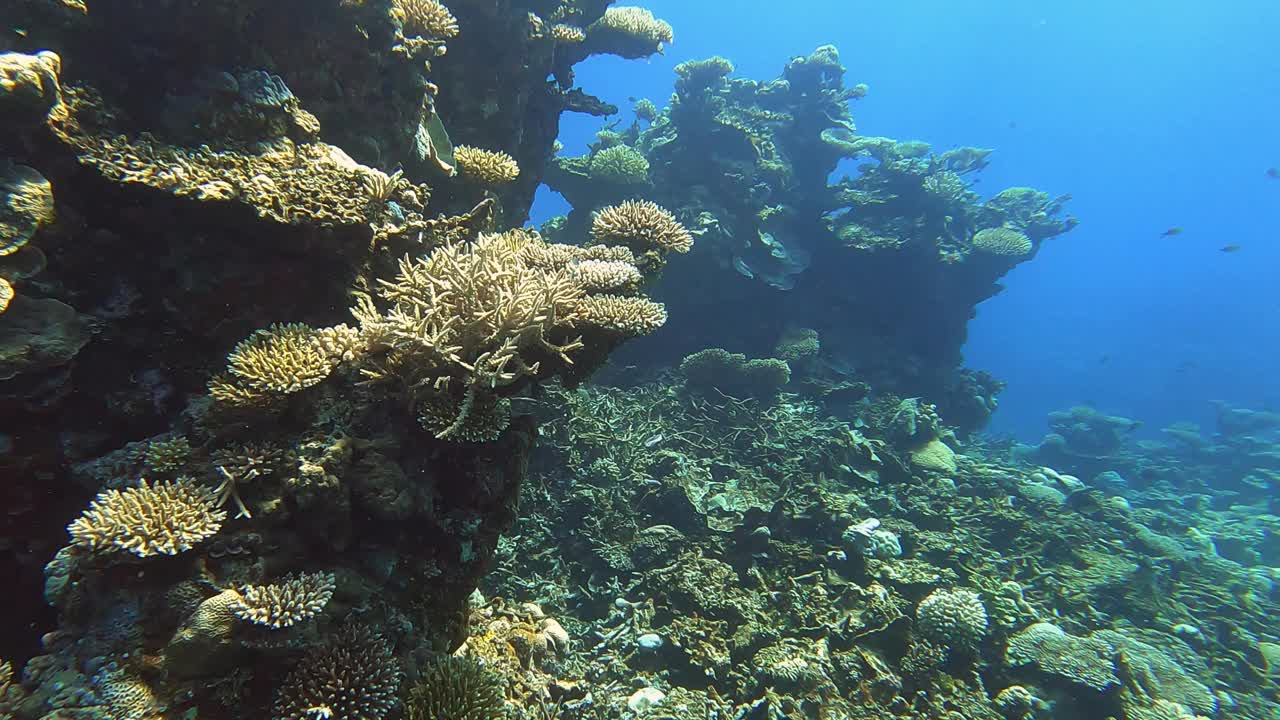 海底珊瑚礁和热带鱼视频素材