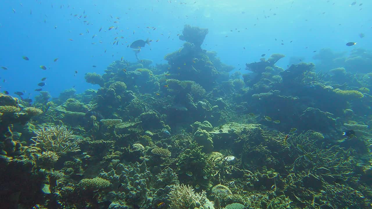 海底珊瑚礁和热带鱼视频素材