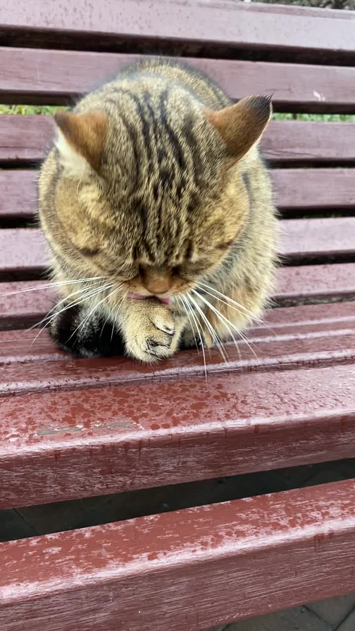 一只灰色的虎斑猫坐在长椅上，雨水淋湿了它。视频素材