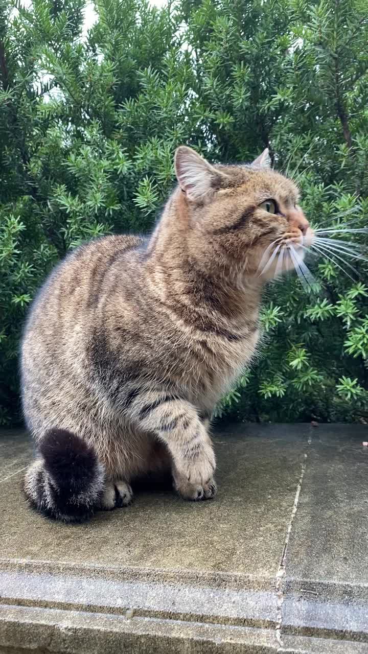 可爱的猫在晚饭后洗爪子。灰色虎斑猫舔着它毛茸茸的爪子。视频素材