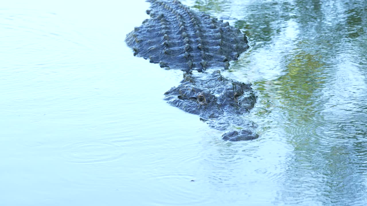 小雨中鳄鱼在湖里游泳视频素材