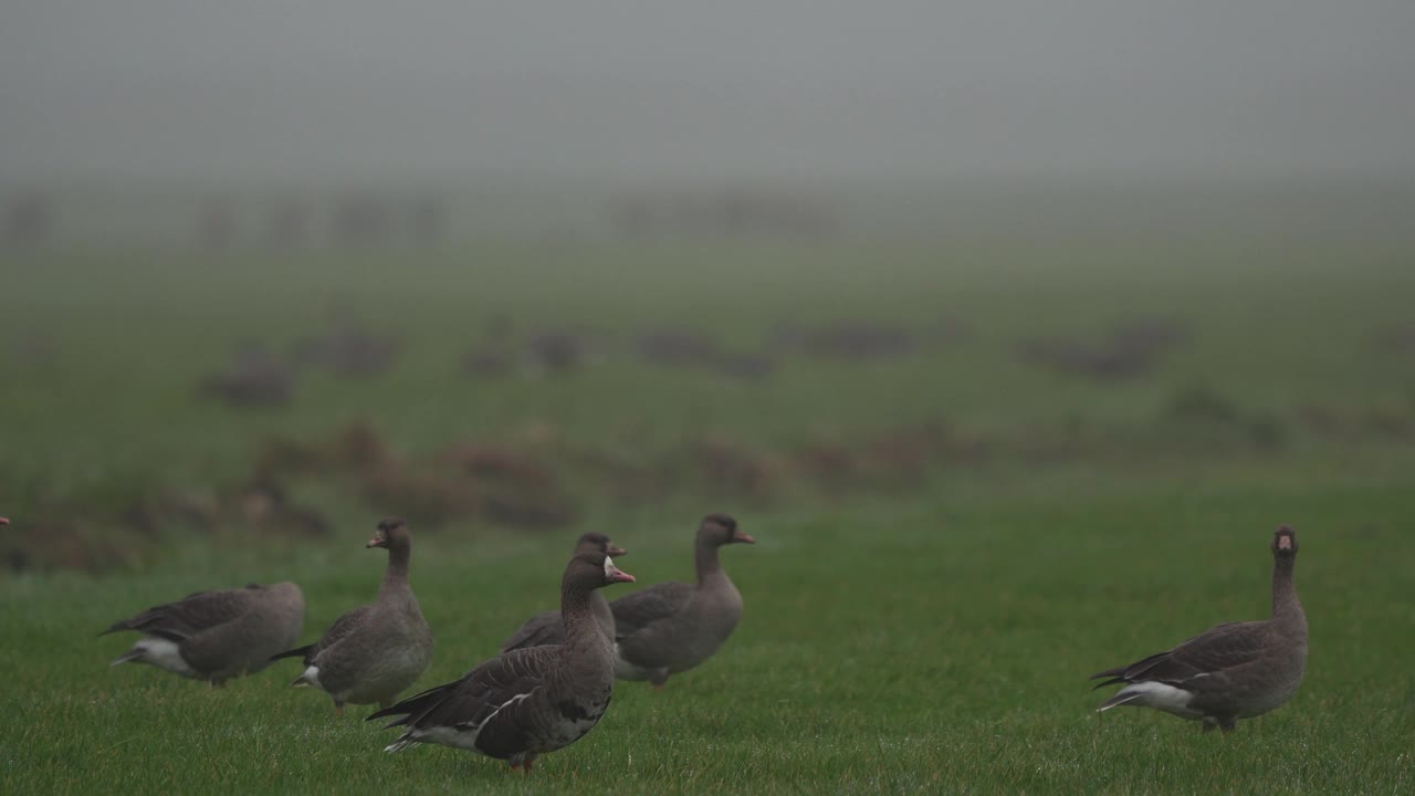 苔原豆鹅(Anser serrirostris)和大白面鹅(Anser albifrons)在草地上视频素材