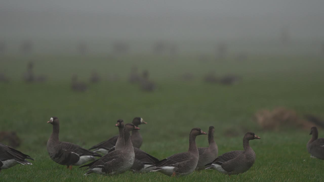 苔原豆鹅(Anser serrirostris)和大白面鹅(Anser albifrons)在草地上视频素材