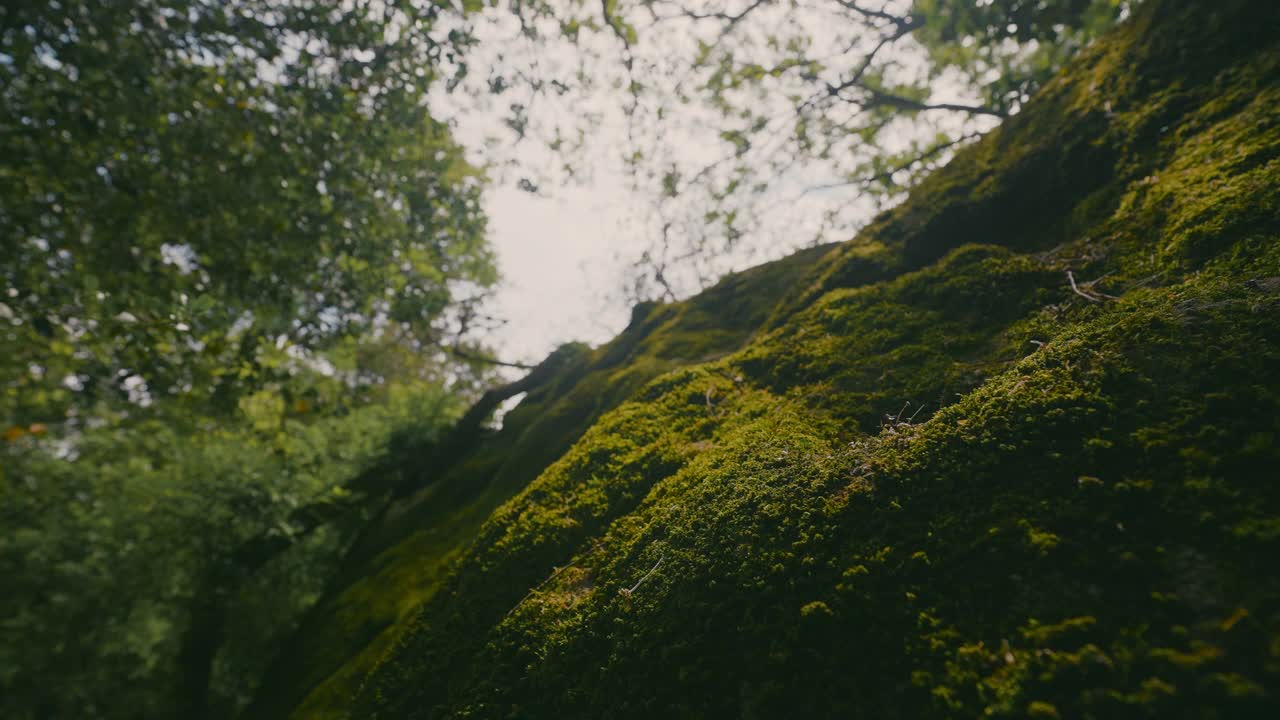 岩石山上的绿色苔藓。行动。美丽的苔藓覆盖在岩石地区的绿色公园。在阳光明媚的日子里，绿色的苔藓在树的背景上视频素材