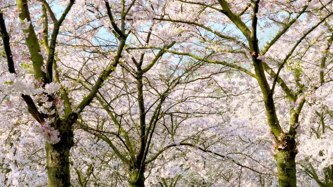 樱花节视频素材