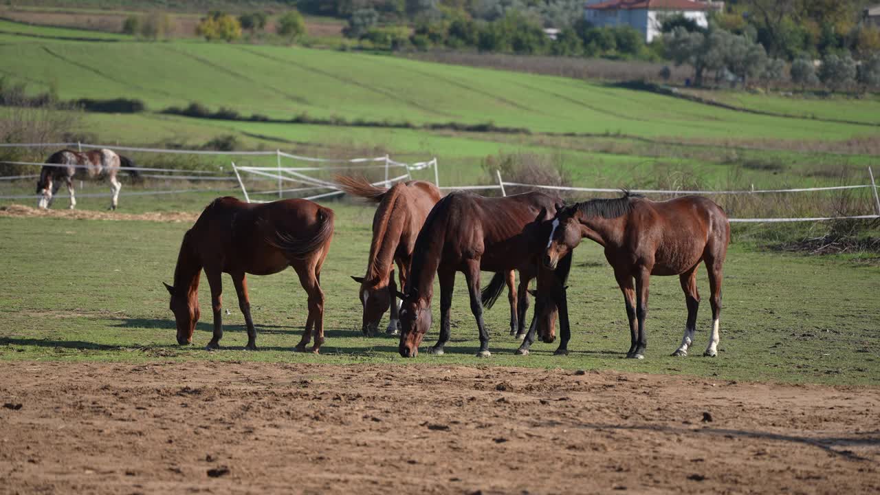 一群在草地上吃草的马。视频素材