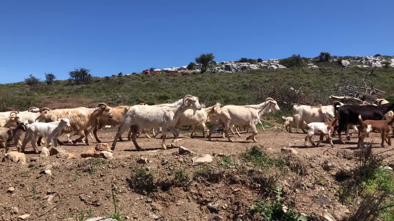 一群山羊在乡间小路上行走。视频素材