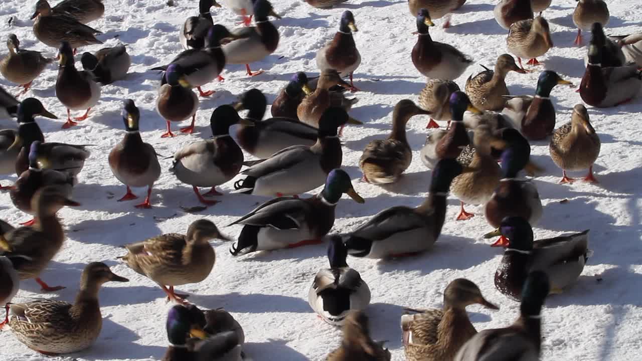 雪地里的一群鸭子视频素材