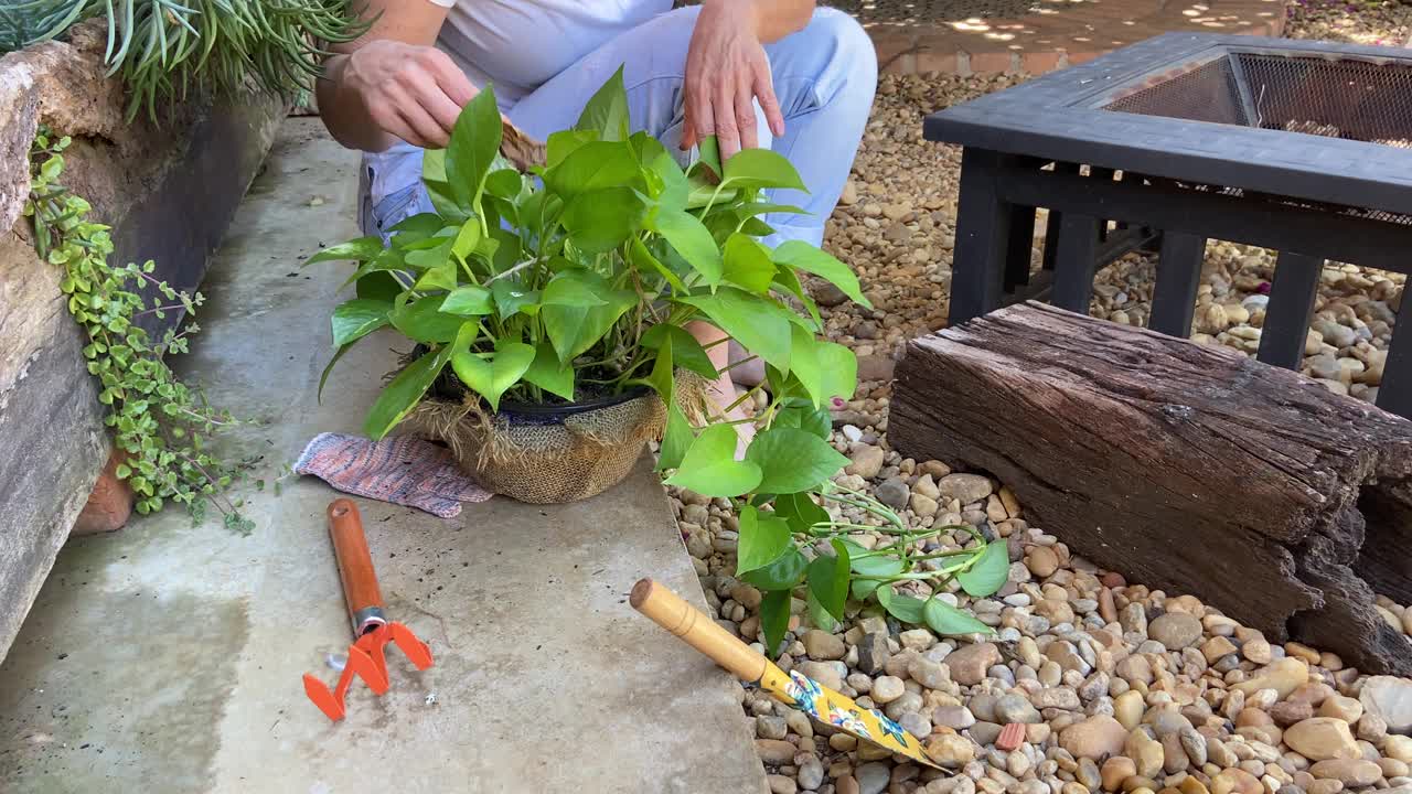 妇女在家种花视频下载