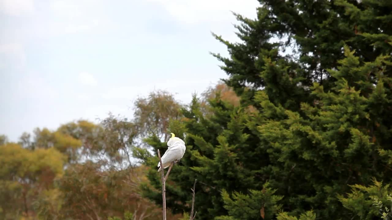 Sulphur-Crested风头鹦鹉视频素材