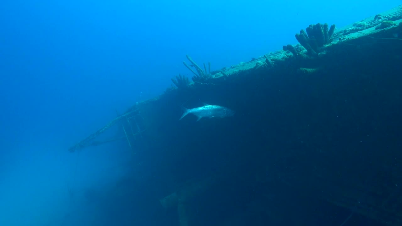 helma胡克大海鲢视频素材