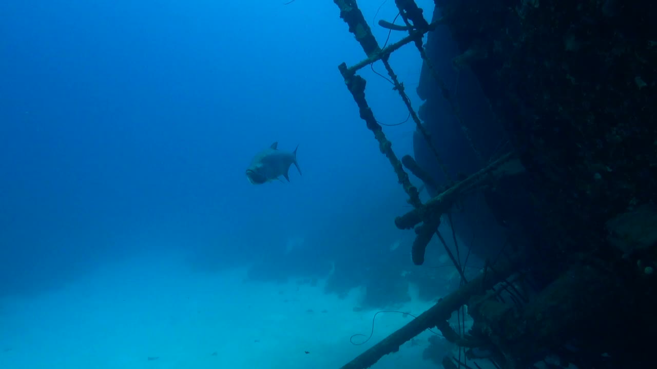 helma胡克大海鲢视频素材