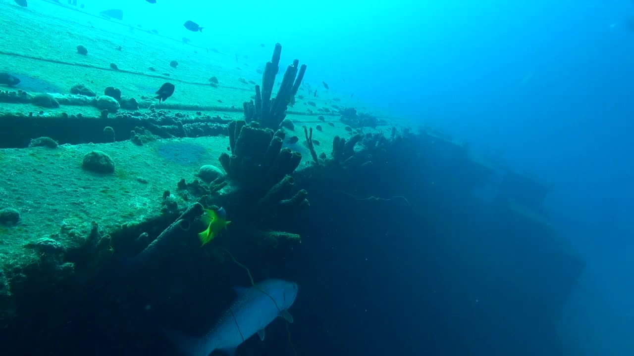 helma胡克大海鲢视频素材