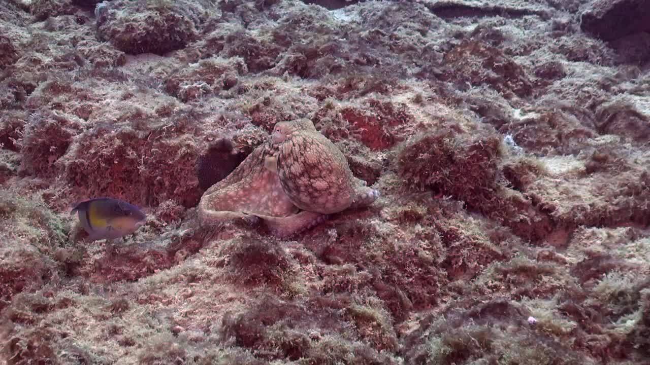 章鱼在水底滑行视频素材