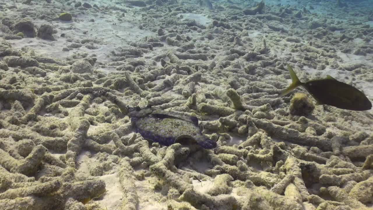 紫色的孔雀比目鱼视频素材