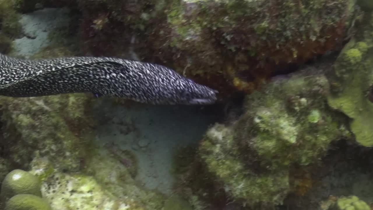 从上面看到海鳗视频素材