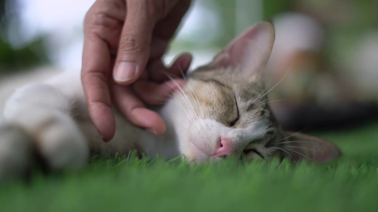 女人爱抚睡意猫慢动作视频素材