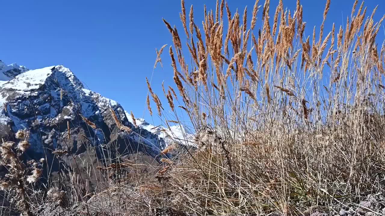 草在群山的背景下随风摇曳视频下载