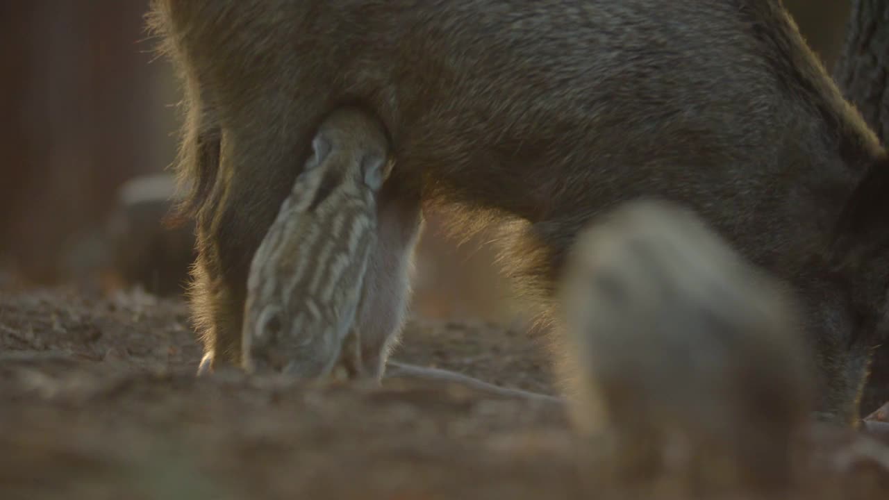 小野猪的特写Sus斯克劳法家庭，平静的小猪妈妈哺乳条纹幼崽。野生动物宁静的长毛动物场景。强大的鼻子，良好的嗅觉，在杂食中寻找食物。视频素材