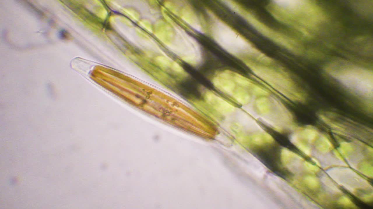 硅藻和水生植物叶绿体、淡水硅藻、放大倍数x1000、显微照片、藻类、视频素材